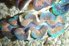 crocea-clams
