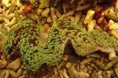 elegance-corals