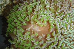hammer-corals-1
