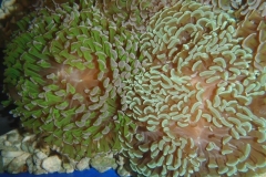 hammer-corals