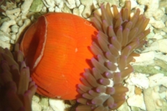 long-tentacle-anemones-2