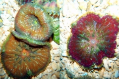 mini-carpet-anemone1-741x1024