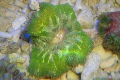 mini-carpet-anemones-4_853x480