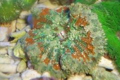mini-carpet-anemones-5_853x480