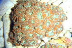 pineapple-corals