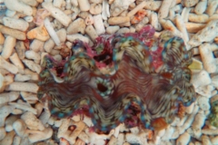 squamosa-clams-3