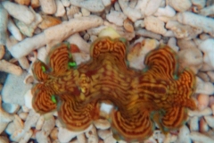 squamosa-clams-5