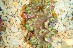squamosa-clams-6
