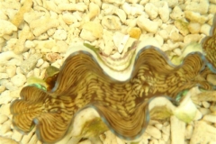 squamosa-clams