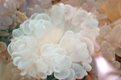 Bubble-coral1