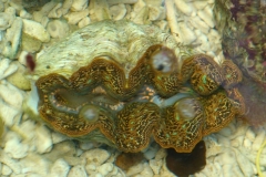 Crocea-clam