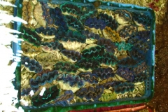 Crocea-clams-size-L-1