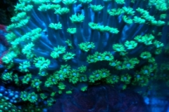 Flower-Coral