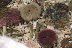 Mini-Carpet-Anemones-4