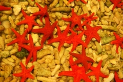 Red-star-fish