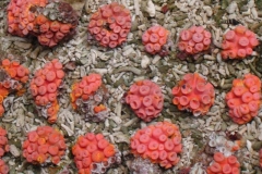 red-sun-coral