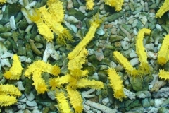 yellow-sea-cucumber