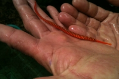 BANDED-PIPEFISH2