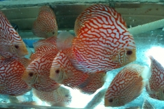 RED-PIGEON-DISCUS-2-1024x768