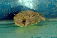 SPINY-PUFFER