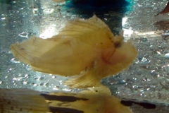 yellow-frogfish-1